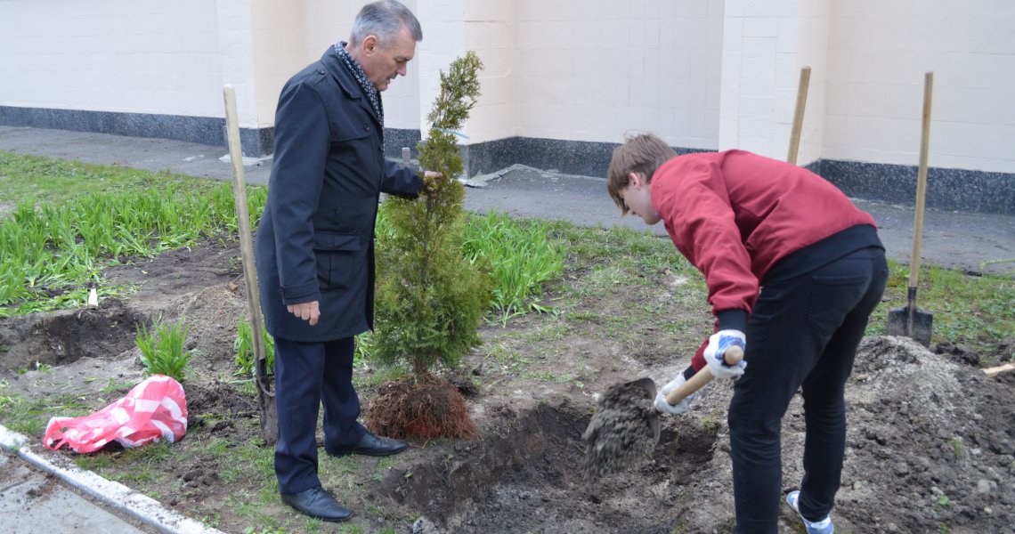 Нова алея висаджених туй