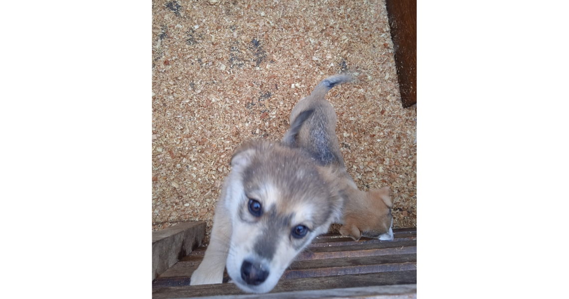 Допомогаємо пункту перетримки безпритульних тварин / Assisting the Shelter for Stray Animals