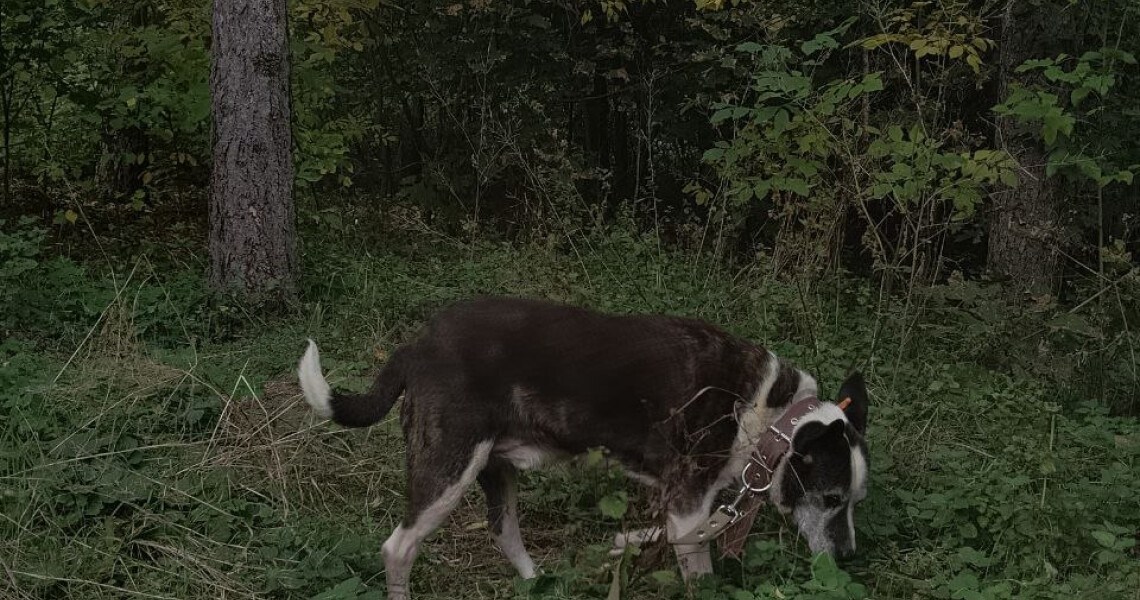 Волонтери загону «Almino» СП ПДМУ продовжують ініціативу «Вуха-Лапи-Хвіст» / Volunteers from PSMU Student Parliament’s “Almino” Team Continue the “Ears, Paws and Tail” Initiative