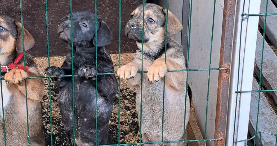 Добрі справи об’єднують: студенти відвідали пункт перетримки тварин у Полтаві / Good Deeds Bring Us Together: Students Visited Animal Shelter in Poltava