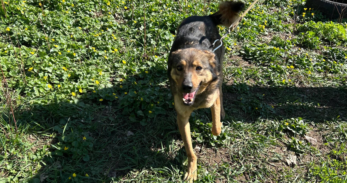 Турбота, що лікує: волонтери «Almino» СП ПДМУ подарували радість чотирилапим друзям із притулку